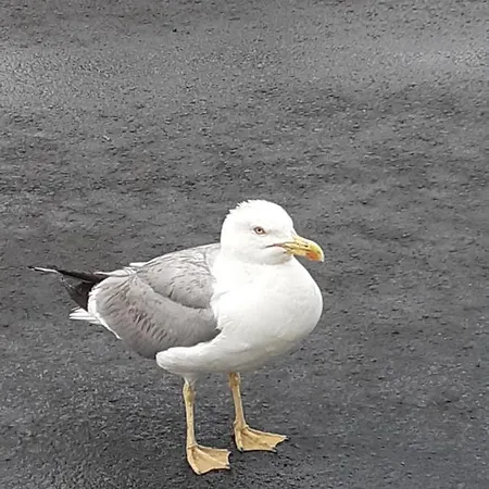 вангелов Apartmán *