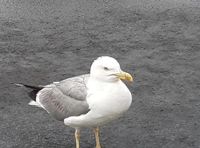 вангелов Apartment *